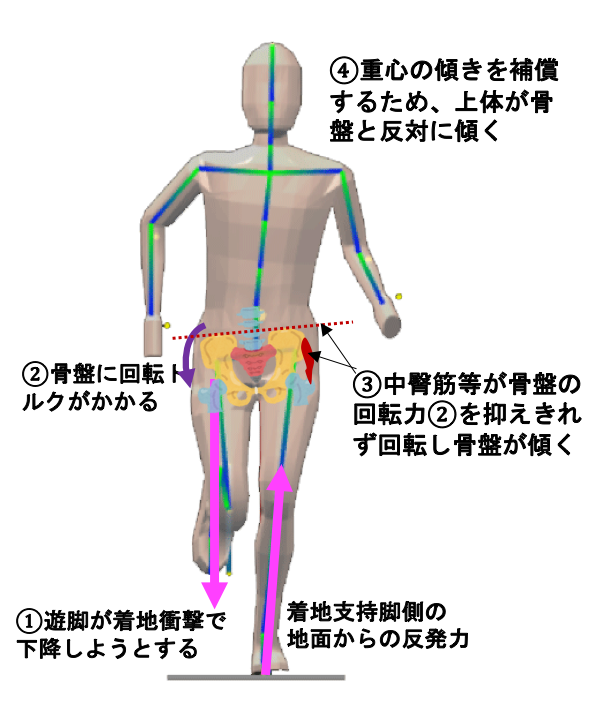 上体の横ブレと骨盤の傾斜及び仙骨疲労骨折リスク リアルビジョンスポーツ株式会社